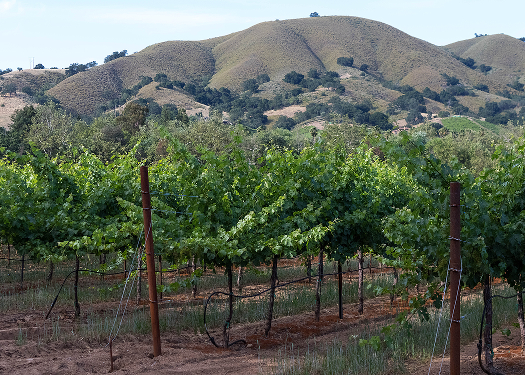 The Ranch - Dorcich Family Vineyards 3