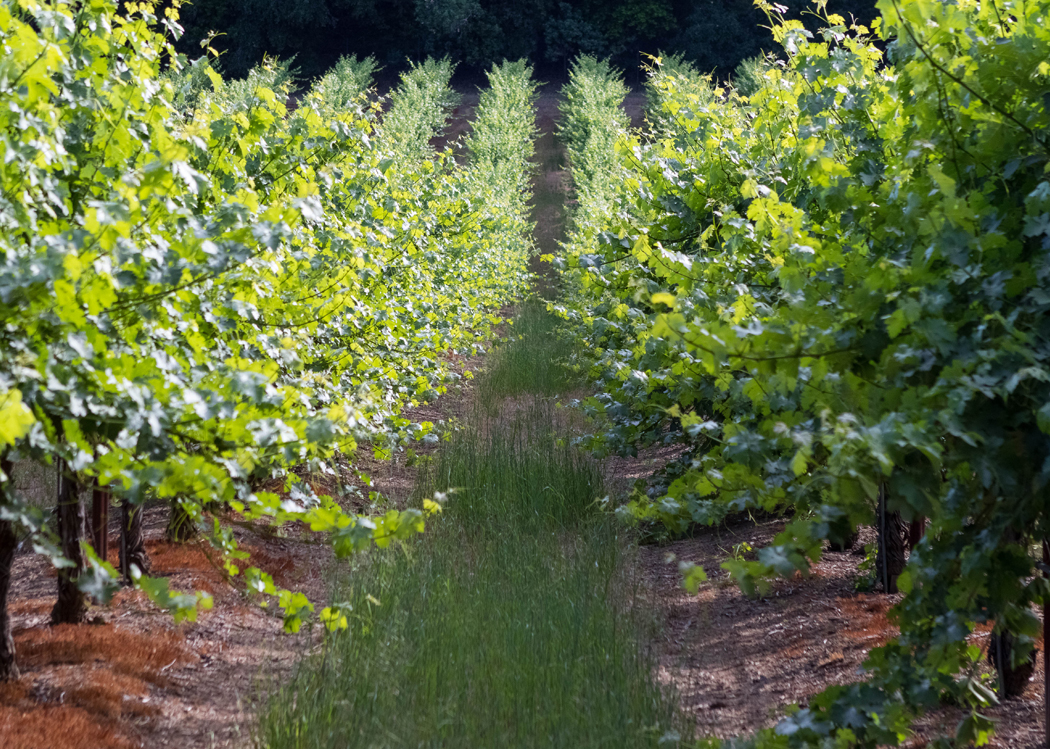 Sustainabilty 1 - Dorcich Family Vineyards