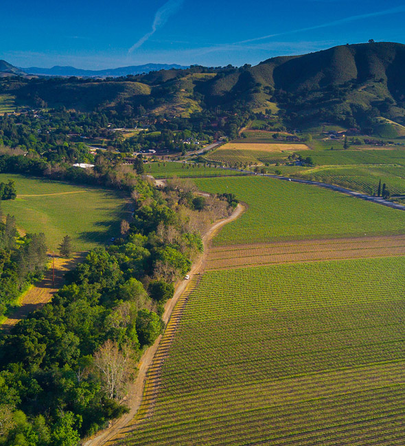Vineyards from above DFV