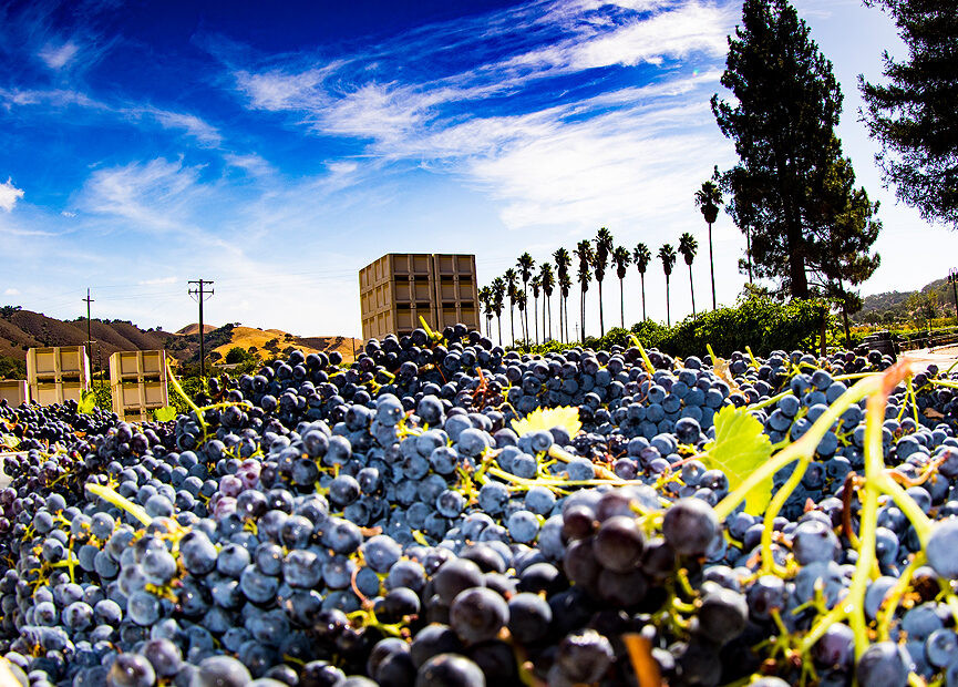 Grape Harvest - Dorcich Family Vineyards